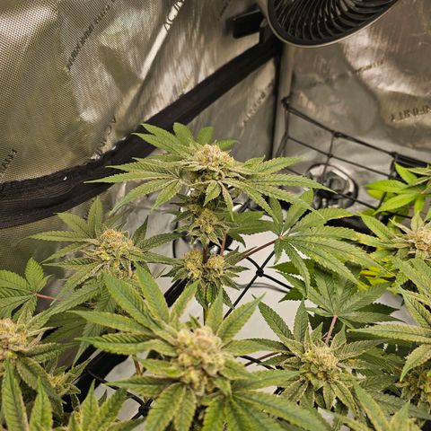 Lemon Orange #2 growlog timeline photo