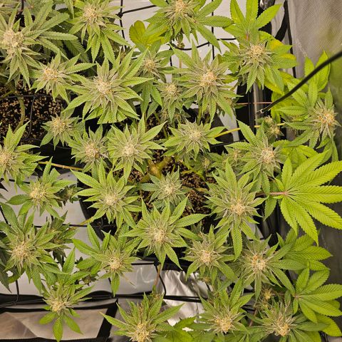 Lemon Orange #1 growlog timeline photo