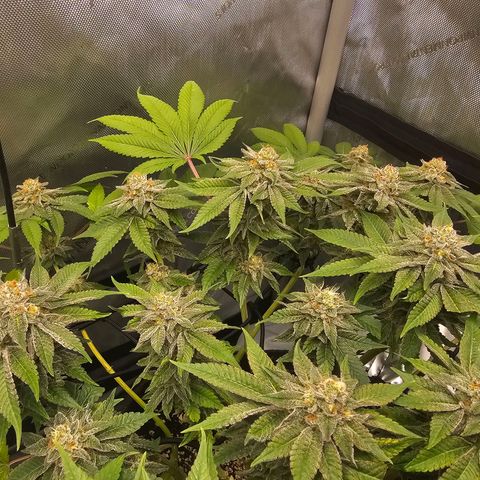 Lemon Orange #1 growlog timeline photo