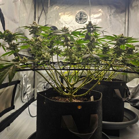 Lemon Orange #2 growlog timeline photo