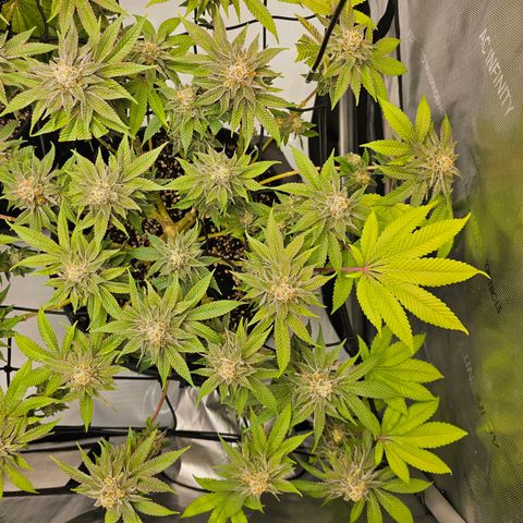 Lemon Orange #1 growlog timeline photo