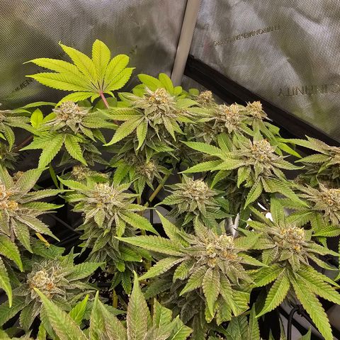 Lemon Orange #1 growlog timeline photo