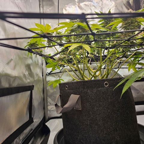 Lemon Orange #1 growlog timeline photo