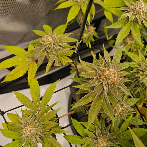 Lemon Orange #1 growlog timeline photo