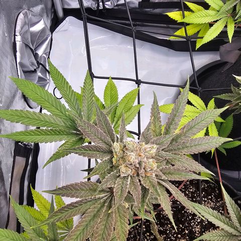 Lemon Orange #2 growlog timeline photo