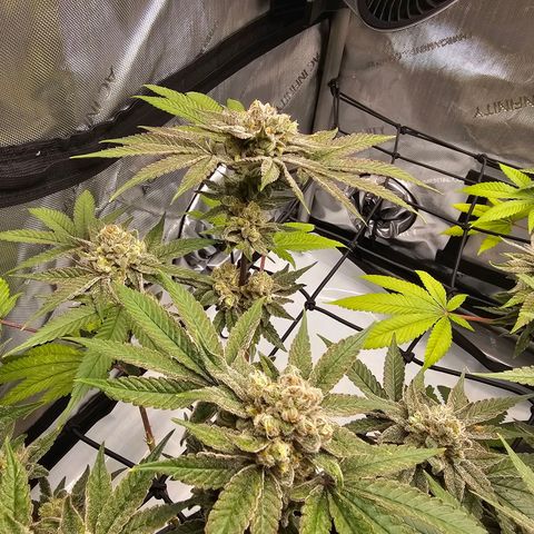 Lemon Orange #2 growlog timeline photo