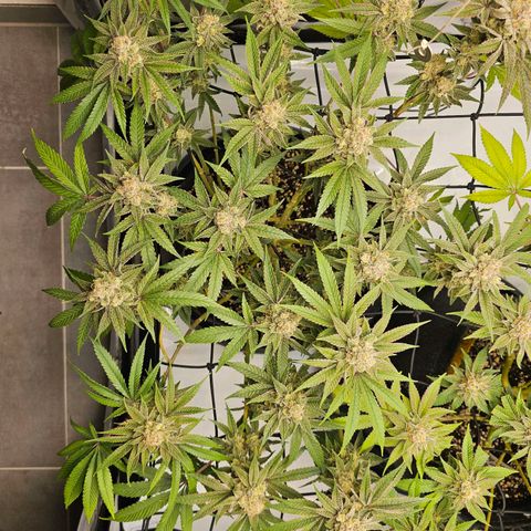 Lemon Orange #2 growlog timeline photo