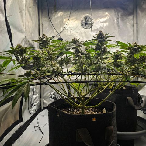 Lemon Orange #2 growlog timeline photo