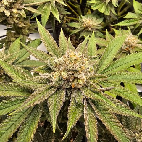 Lemon Orange #2 growlog timeline photo