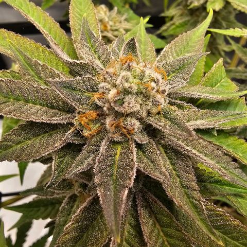 Lemon Orange #1 growlog timeline photo