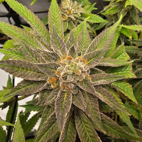 Lemon Orange #1 growlog timeline photo