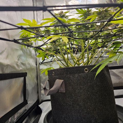 Lemon Orange #1 growlog timeline photo