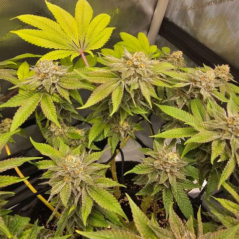 Lemon Orange #1 growlog timeline photo