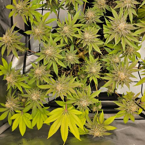 Lemon Orange #1 growlog timeline photo
