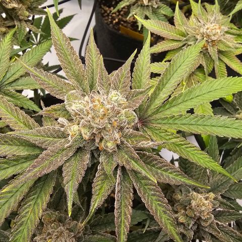 Lemon Orange #2 growlog timeline photo