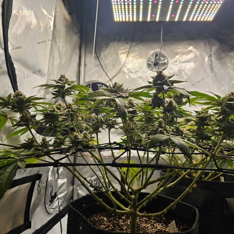 Lemon Orange #2 growlog timeline photo