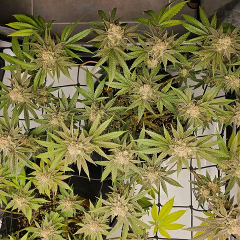 Lemon Orange #2 growlog timeline photo