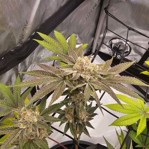Lemon Orange #2 growlog timeline photo