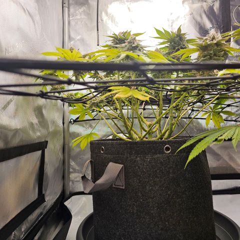 Lemon Orange #1 growlog timeline photo