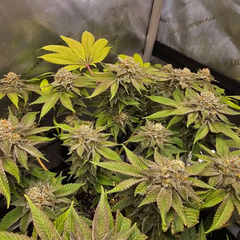 Lemon Orange #1 growlog timeline photo