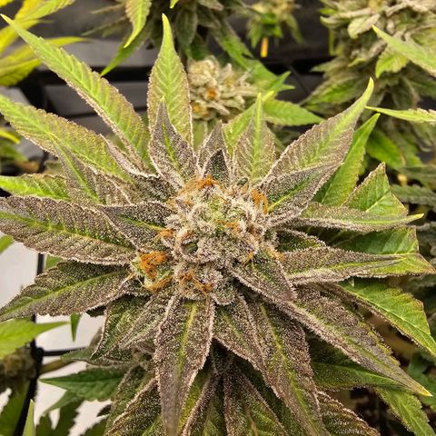 Lemon Orange #1 growlog timeline photo