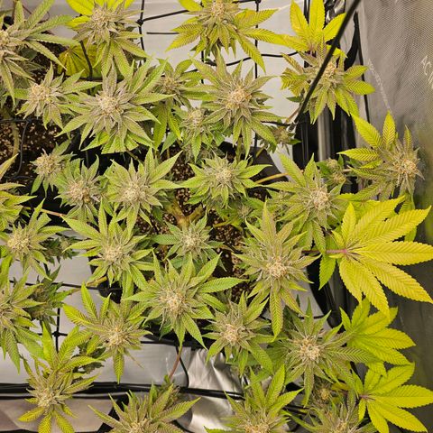 Lemon Orange #1 growlog timeline photo