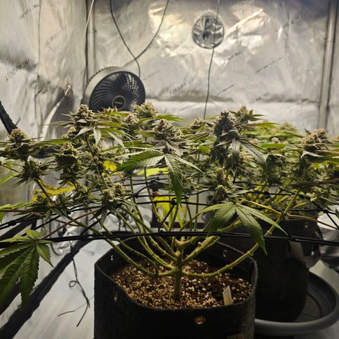 Lemon Orange #2 growlog timeline photo