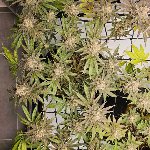 Lemon Orange #2 growlog timeline photo