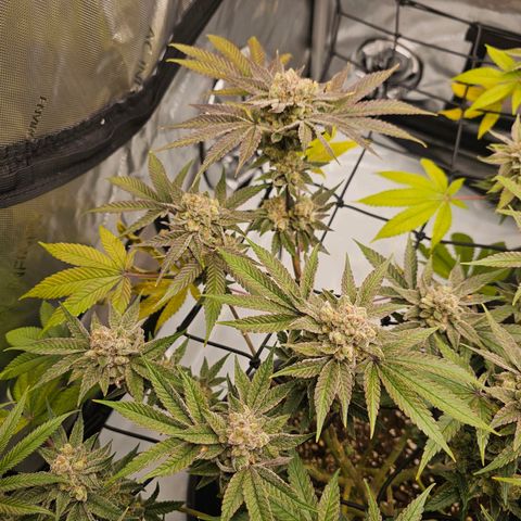 Lemon Orange #2 growlog timeline photo