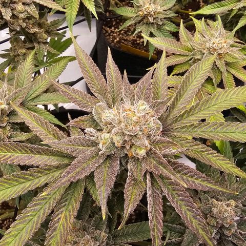 Lemon Orange #2 growlog timeline photo