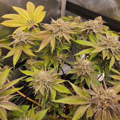 Lemon Orange #1 growlog timeline photo