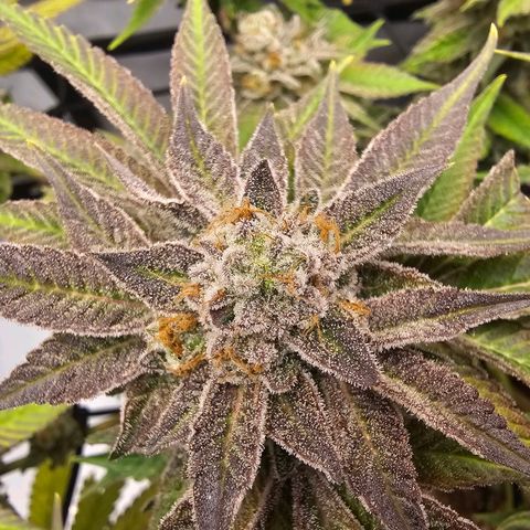 Lemon Orange #1 growlog timeline photo
