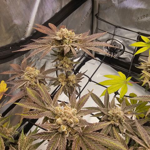 Lemon Orange #2 growlog timeline photo