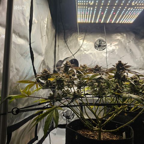 Lemon Orange #2 growlog timeline photo