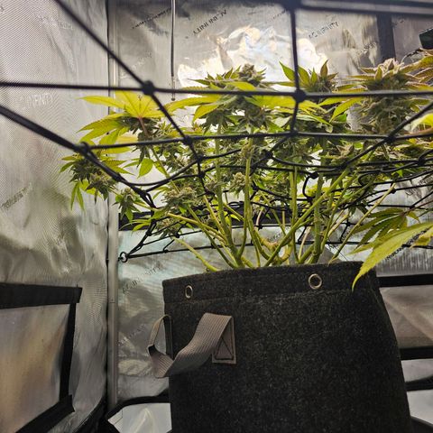 Lemon Orange #1 growlog timeline photo