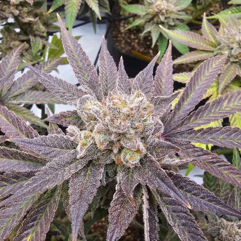 Lemon Orange #2 growlog timeline photo