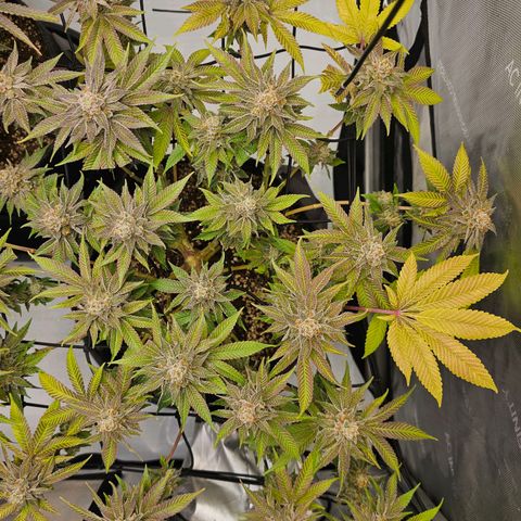 Lemon Orange #1 growlog timeline photo