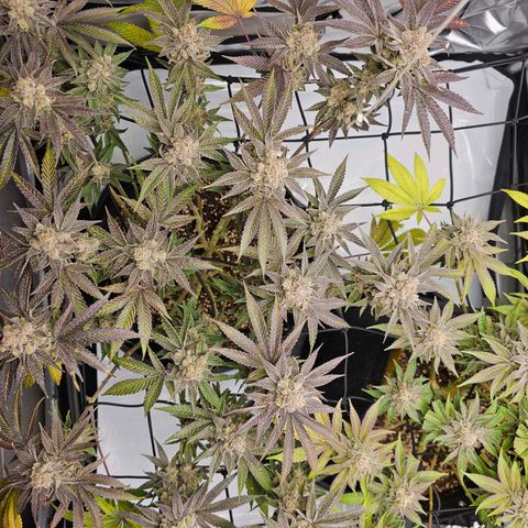 Lemon Orange #2 growlog timeline photo