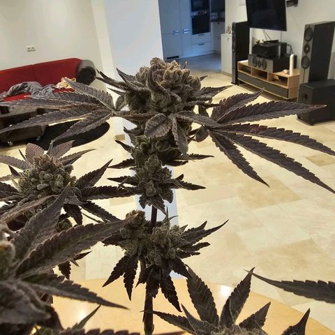 Lemon Orange #2 growlog timeline photo