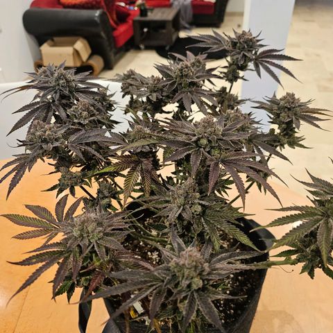 Lemon Orange #2 growlog timeline photo