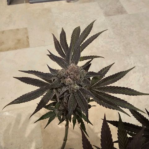 Lemon Orange #2 growlog timeline photo