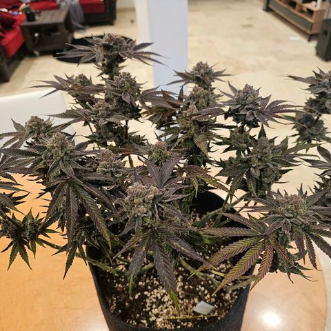 Lemon Orange #2 growlog timeline photo