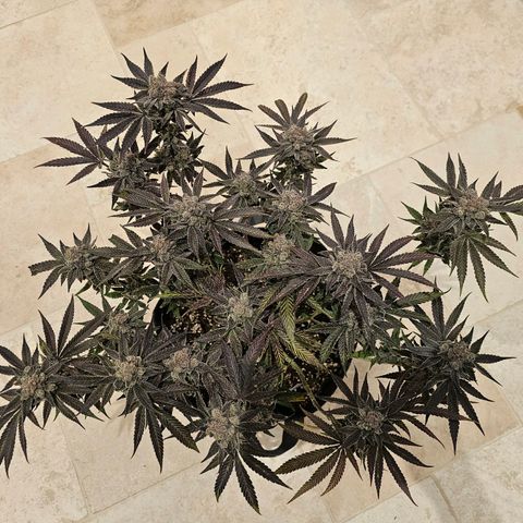 Lemon Orange #2 growlog timeline photo