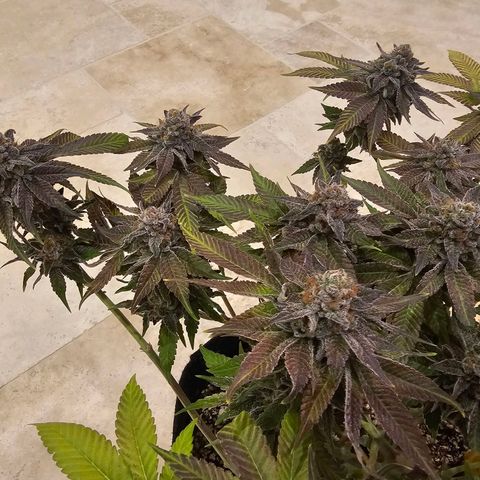 Lemon Orange #1 growlog timeline photo