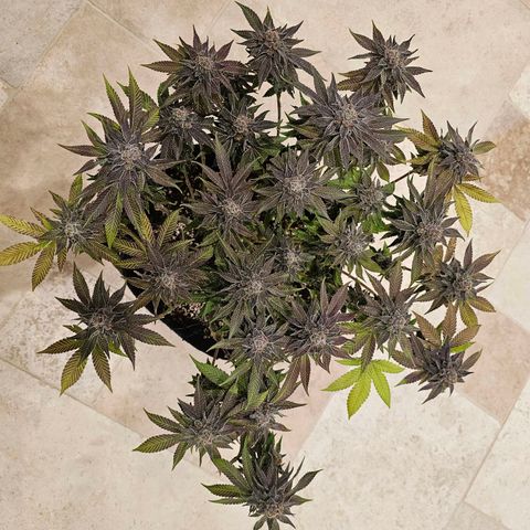 Lemon Orange #1 growlog timeline photo