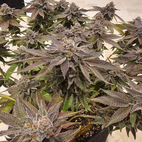 Lemon Orange #1 growlog timeline photo