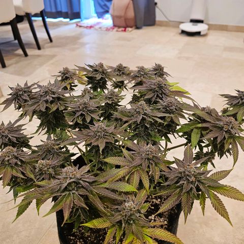 Lemon Orange #1 growlog timeline photo