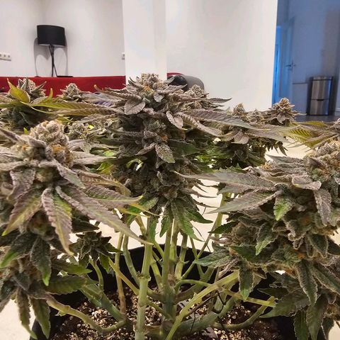 Lemon Orange #1 growlog timeline photo