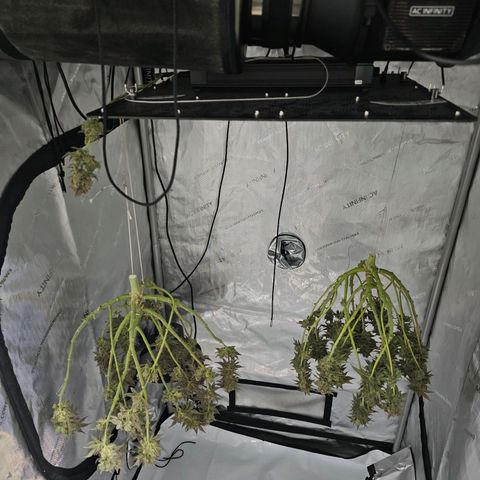 Lemon Orange #2 growlog timeline photo
