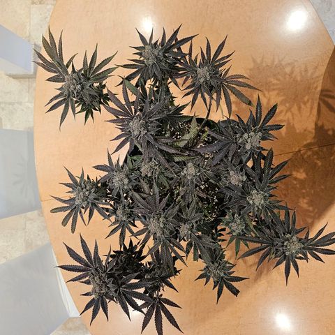 Lemon Orange #2 growlog timeline photo